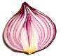 onion search engine